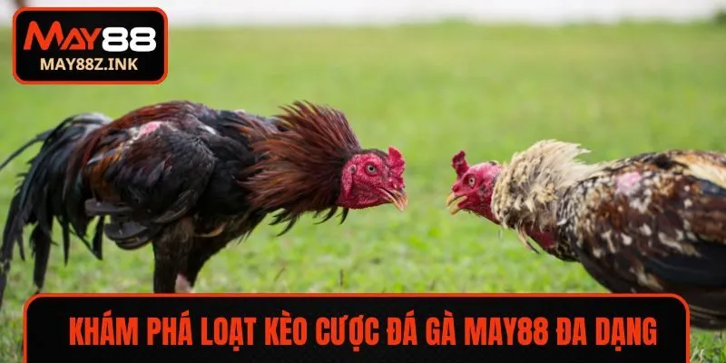 Khám phá loạt kèo cược đá gà MAY88 đa dạng