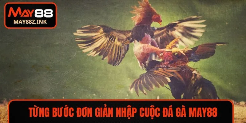 Từng bước đơn giản nhập cuộc đá gà MAY88