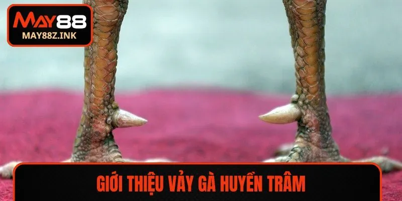 Giới thiệu vảy gà Huyền Trâm